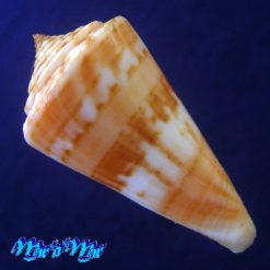 Alternative view of Conus carioca Petuch, 1986
