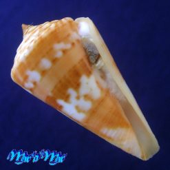 Conus carioca Petuch, 1986