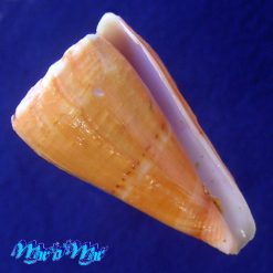 Conus riosi Petuch, 1986