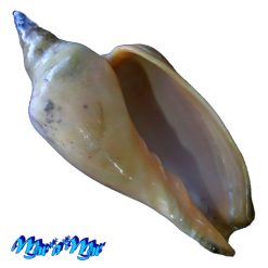 Zidona dufresnii affinis (F. Lahille, 1895)