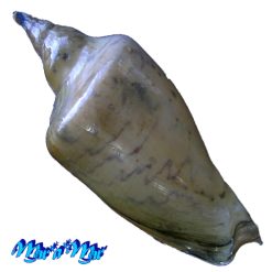 Alternative view of Zidona dufresnii affinis (F. Lahille, 1895)