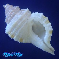 Cymatium vespaceum Lamarck, 1822