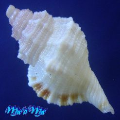 Alternative view of Cymatium vespaceum Lamarck, 1822