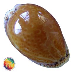 Cypraea acicularis marcuscoltroi (Petuch, 2015)