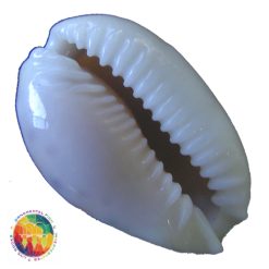 Alternative view of Cypraea acicularis marcuscoltroi (Petuch, 2015)