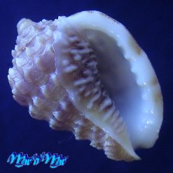 Morum matthewsi Emerson, 1967