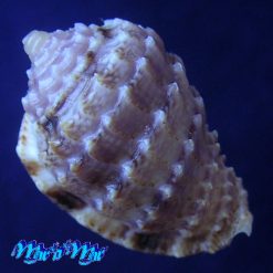 Alternative view of Morum matthewsi Emerson, 1967