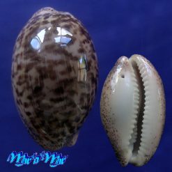 Cypraea cinerea brasiliensis