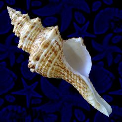 Goniofusus brasiliensis (Grabau, 1904)