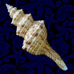 Alternative view of Goniofusus brasiliensis (Grabau, 1904)