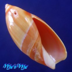 Ancilla dimidiata (Sowerby, 1850)