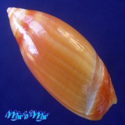 Alternative view of Ancilla dimidiata (Sowerby, 1850)