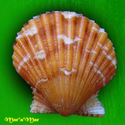 Argopecten noronhensis (E. A. Smith, 1885)