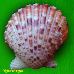 Alternative view of Argopecten noronhensis (E. A. Smith, 1885)