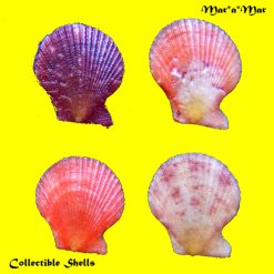 Chlamys benedictii (Verril & Bush, 1897)