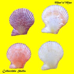 Alternative view of Chlamys benedictii (Verril & Bush, 1897)