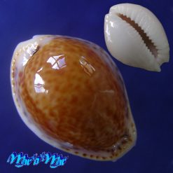 Cypraea acicularis marcuscoltroi (Petuch, 2015)