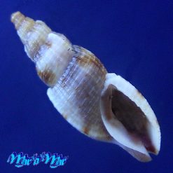 Tritonoharpa leali Harasewych & Verhaeghe, 1992