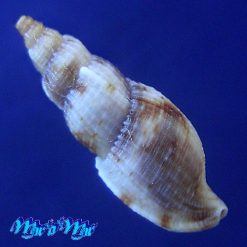 Alternative view of Tritonoharpa leali Harasewych & Verhaeghe, 1992