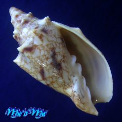 Odontocymbiola cleryana Petit, 1856