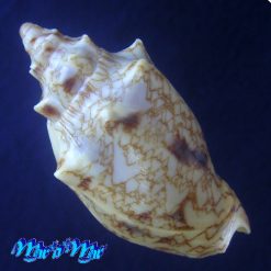 Alternative view of Odontocymbiola cleryana Petit, 1856