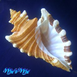 Cymatium femorale (Linnaeus, 1758)