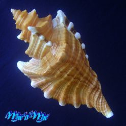 Alternative view of Cymatium femorale (Linnaeus, 1758)