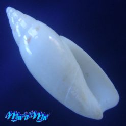 Jaspidella carminiae Petuch, 1992