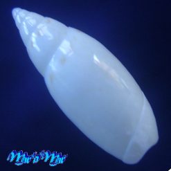 Alternative view of Jaspidella carminiae Petuch, 1992