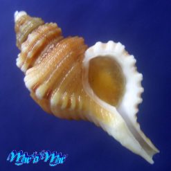 Cabestana felipponei (Ihering, 1907)