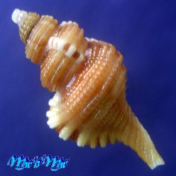 Alternative view of Cabestana felipponei (Ihering, 1907)