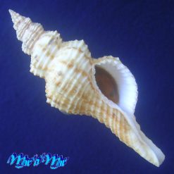 Goniofusus strigatus (Philippi, 1851)