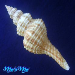 Alternative view of Goniofusus strigatus (Philippi, 1851)