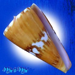 Conus riosi Petuch, 1986