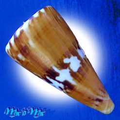 Alternative view of Conus riosi Petuch, 1986