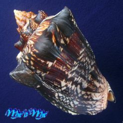 Alternative view of Voluta ebraea Linnaeus, 1758