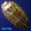 Macrocypraea zebra Linnaeus, 1778