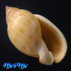 Casmaria atlantica Clench, 1944