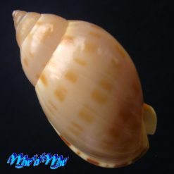 Alternative view of Casmaria atlantica Clench, 1944