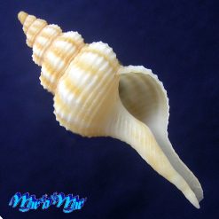 Fusinus mariaodeteae Petuch, E.J. & D.P. Berschauer, 2016