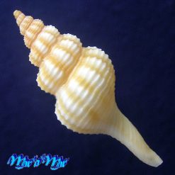 Alternative view of Fusinus mariaodeteae Petuch, E.J. & D.P. Berschauer, 2016