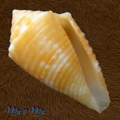 Conus (Conasprella) poremskii (Petuch & R. F. Myers, 2014)