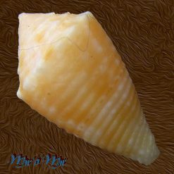 Alternative view of Conus (Conasprella) poremskii (Petuch & R. F. Myers, 2014)