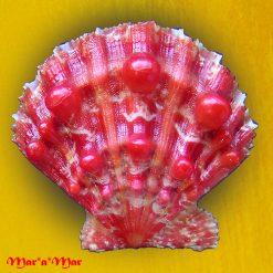 Nodipecten nodosus (Linnaeus, 1758)