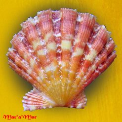 Nodipecten nodosus (Linnaeus, 1758) - Image 2