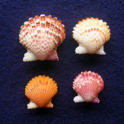 Alternative view of Argopecten noronhensis (E. A. Smith, 1885)