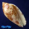 Plicoliva zelindae (Petuch, 1979)