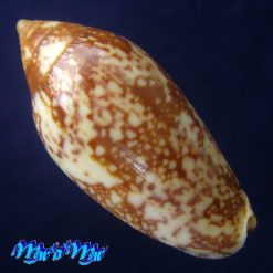 Alternative view of Plicoliva zelindae (Petuch, 1979)