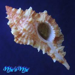 Siratus coltrorum E. Vokes, 1991