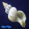 Amphissa aff. cancellata (Castellanos, 1982)